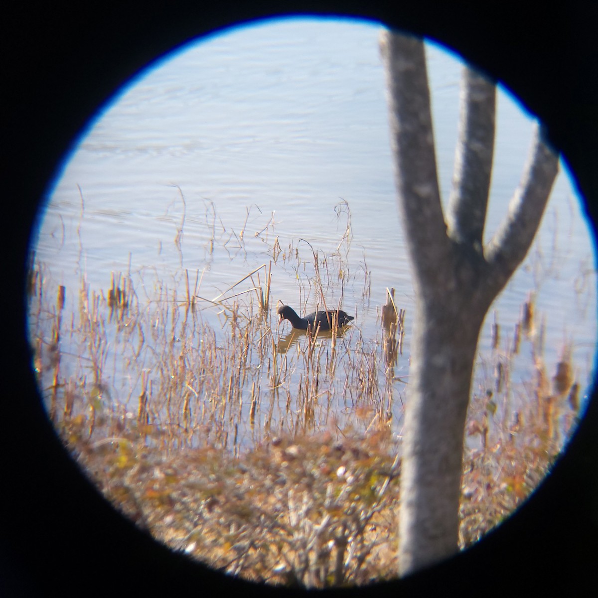 אגמית מצויה - ML646779451