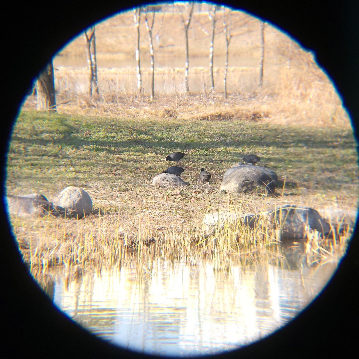 אגמית מצויה - ML646779452