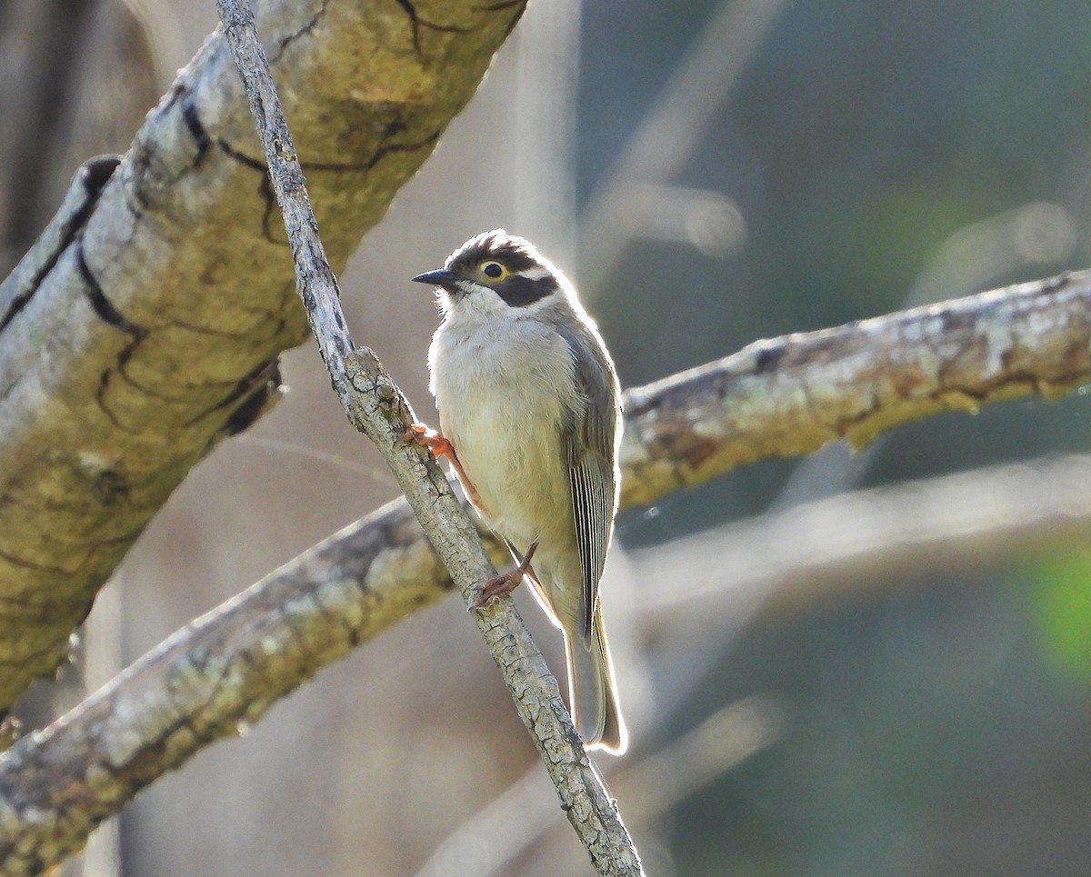 Mielero Cabecipardo - ML646779455