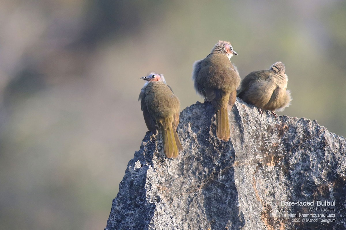 Bare-faced Bulbul - ML646779457