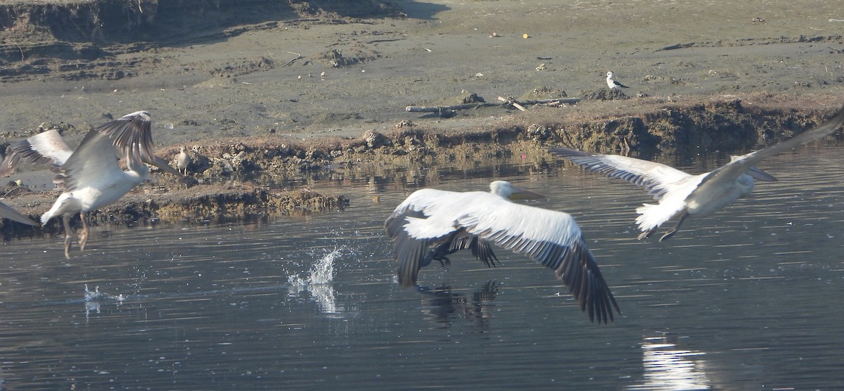 Борцгор хотон - ML646779466