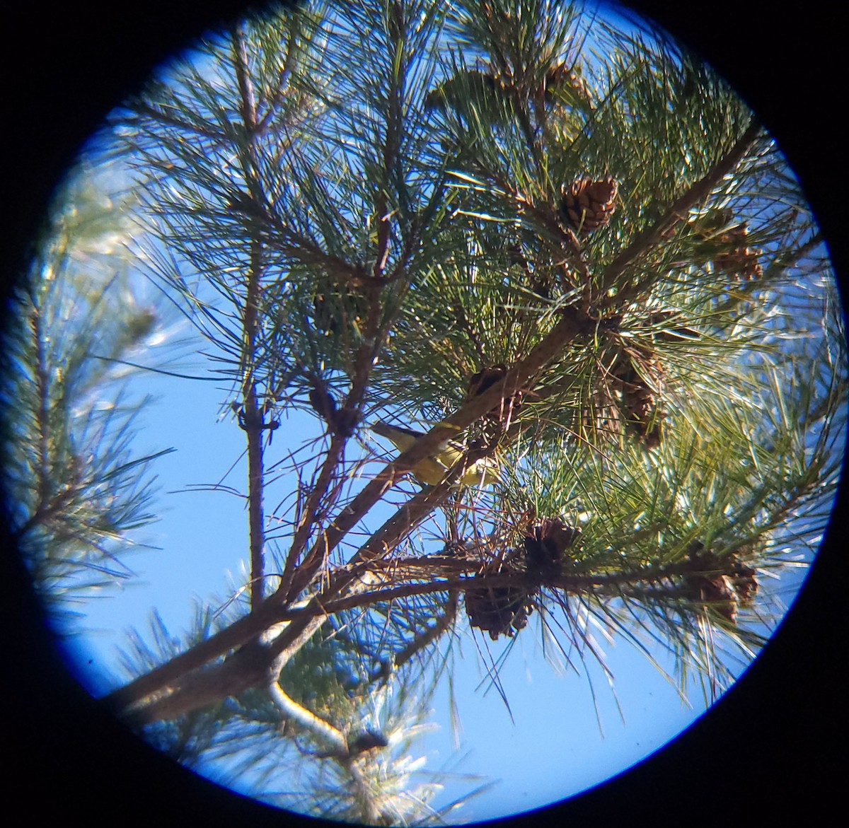 Yellow-bellied Tit - ML646779467