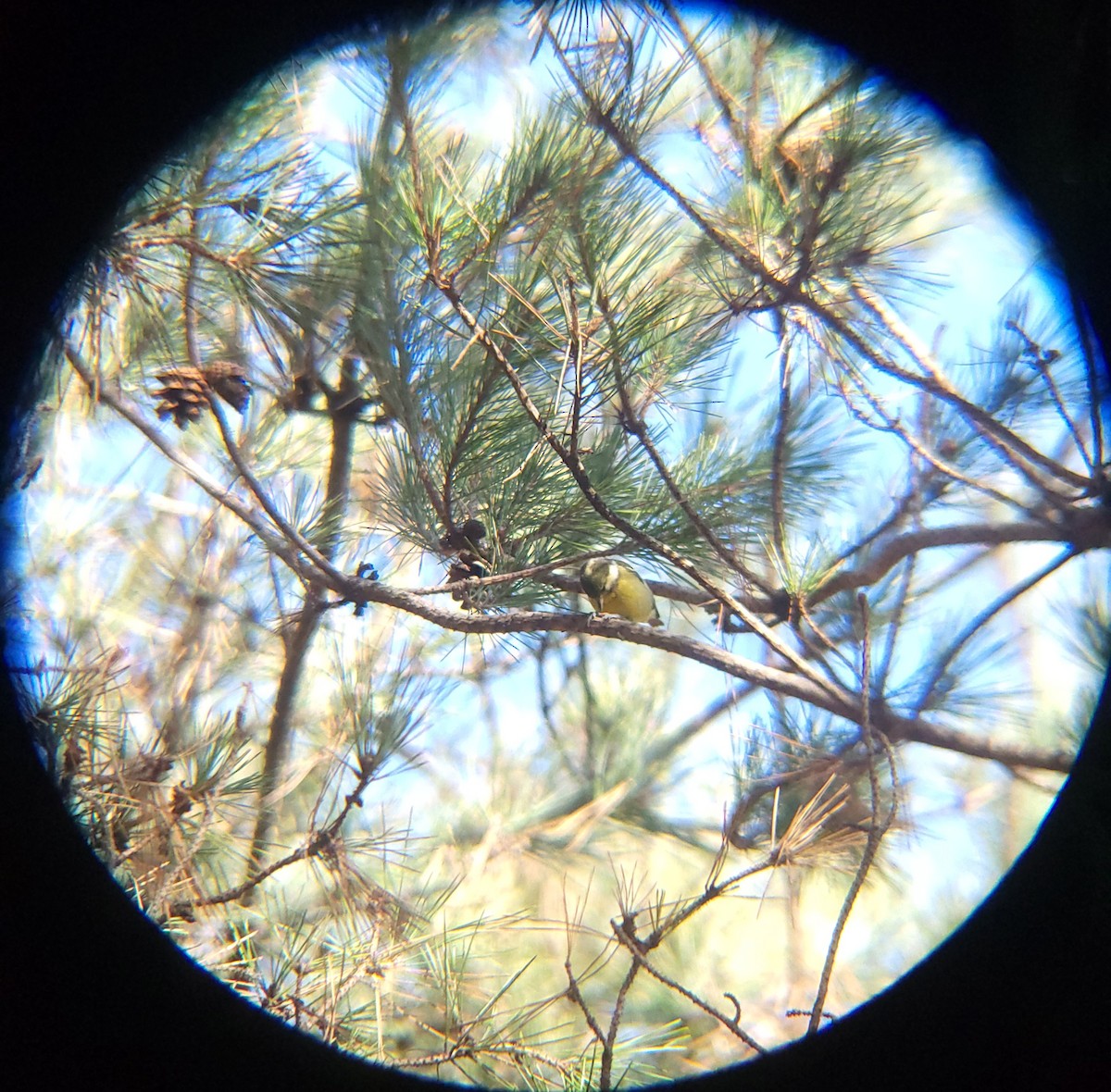 Yellow-bellied Tit - ML646779468