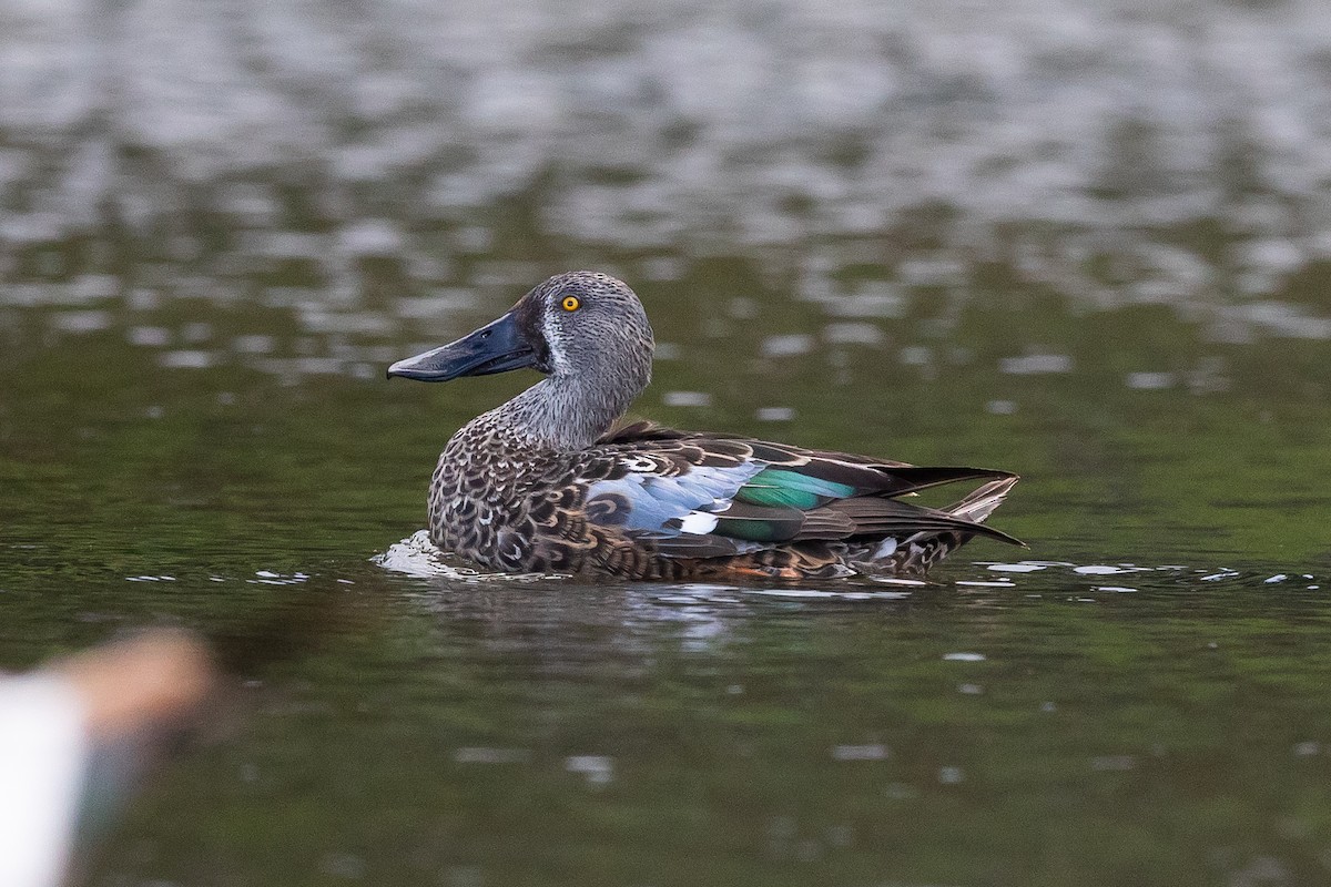ミカヅキハシビロガモ - ML646779469