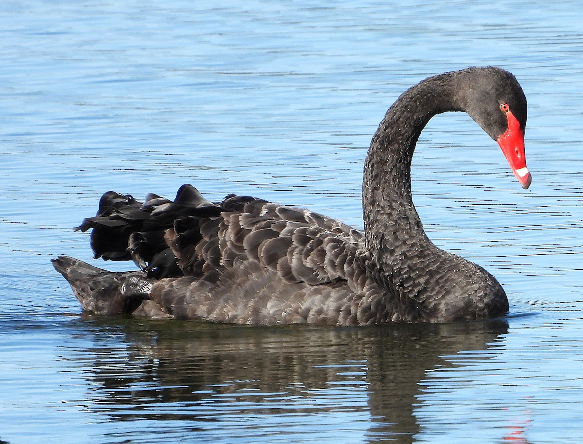 Cisne Negro - ML646779471