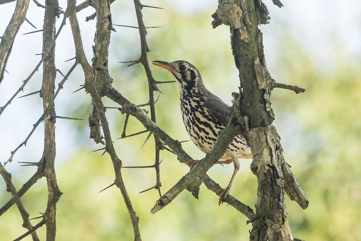 Zorzal Litsitsirupa - ML646779472