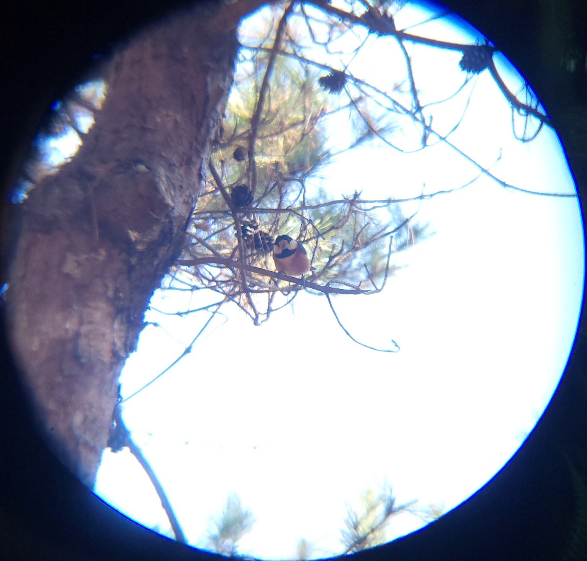 Varied Tit - ML646779476