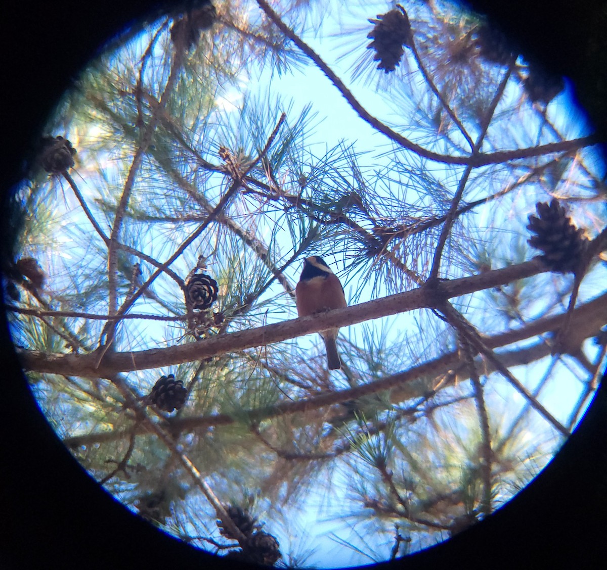 Varied Tit - ML646779477