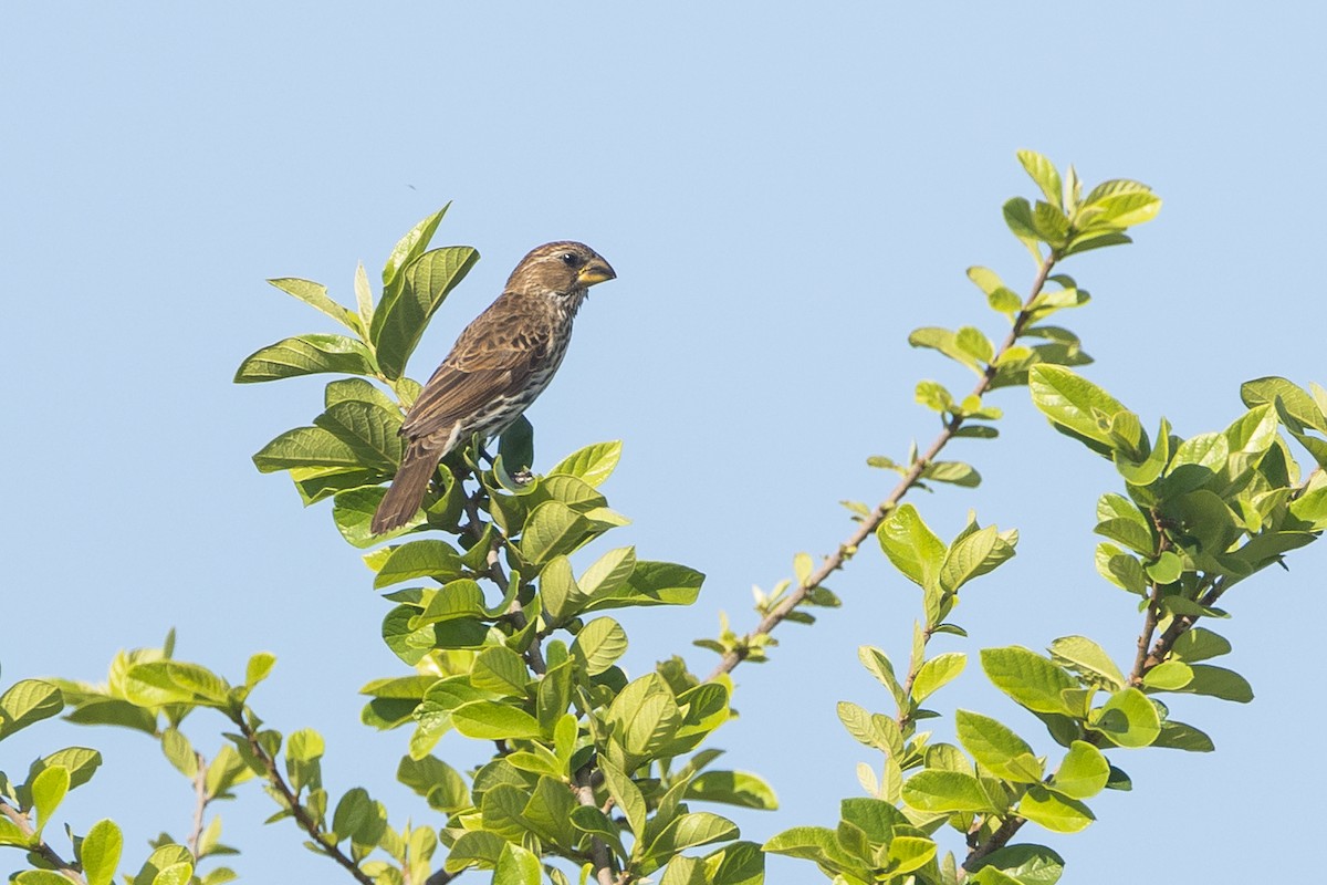 Tejedor Picogordo - ML646779478