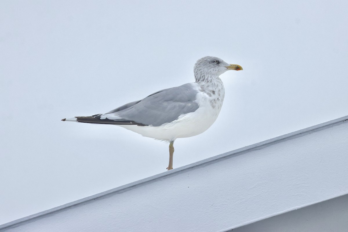 Kaio hauskara europarra - ML646779479