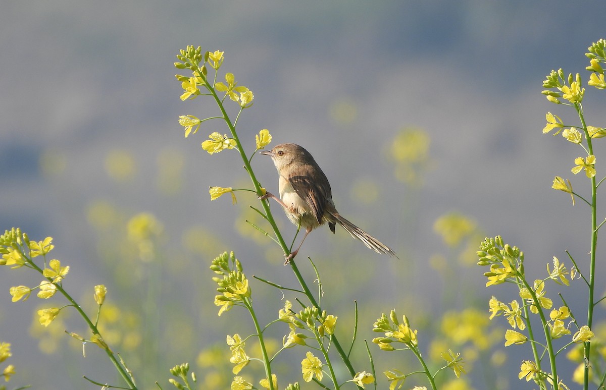 Plain Prinia - ML646779480