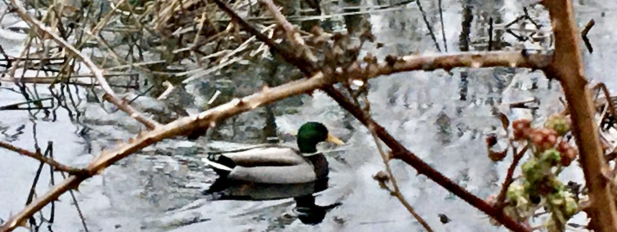 Mallard - ML646779481