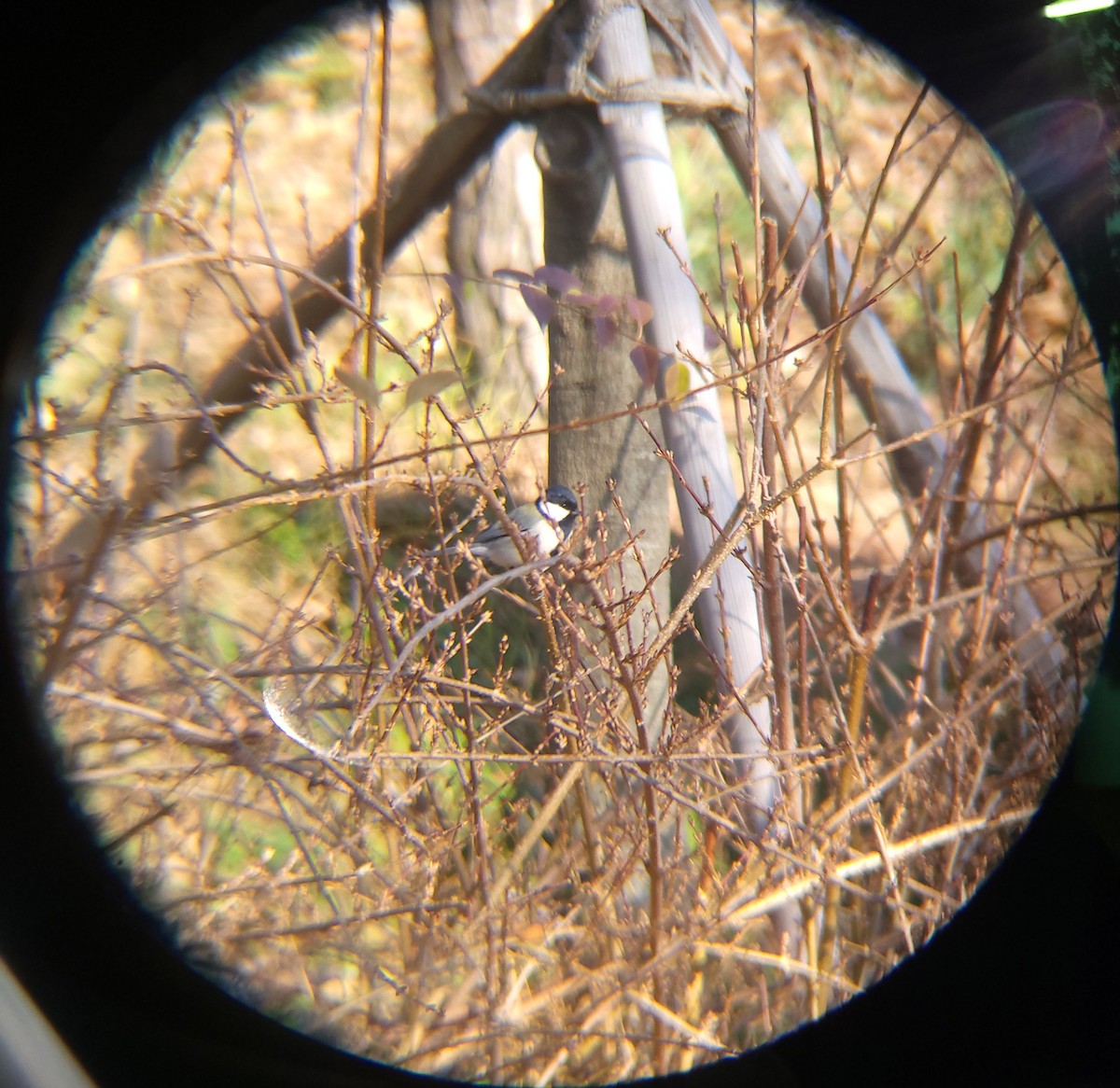 ירגזי אפרפר - ML646779482