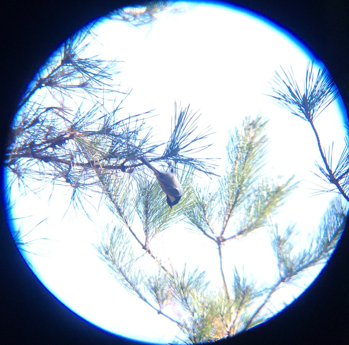 ירגזי אפרפר - ML646779483