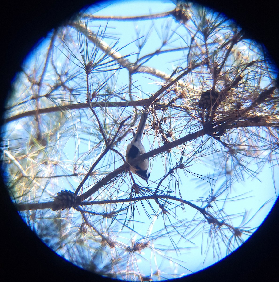 ירגזי אפרפר - ML646779484