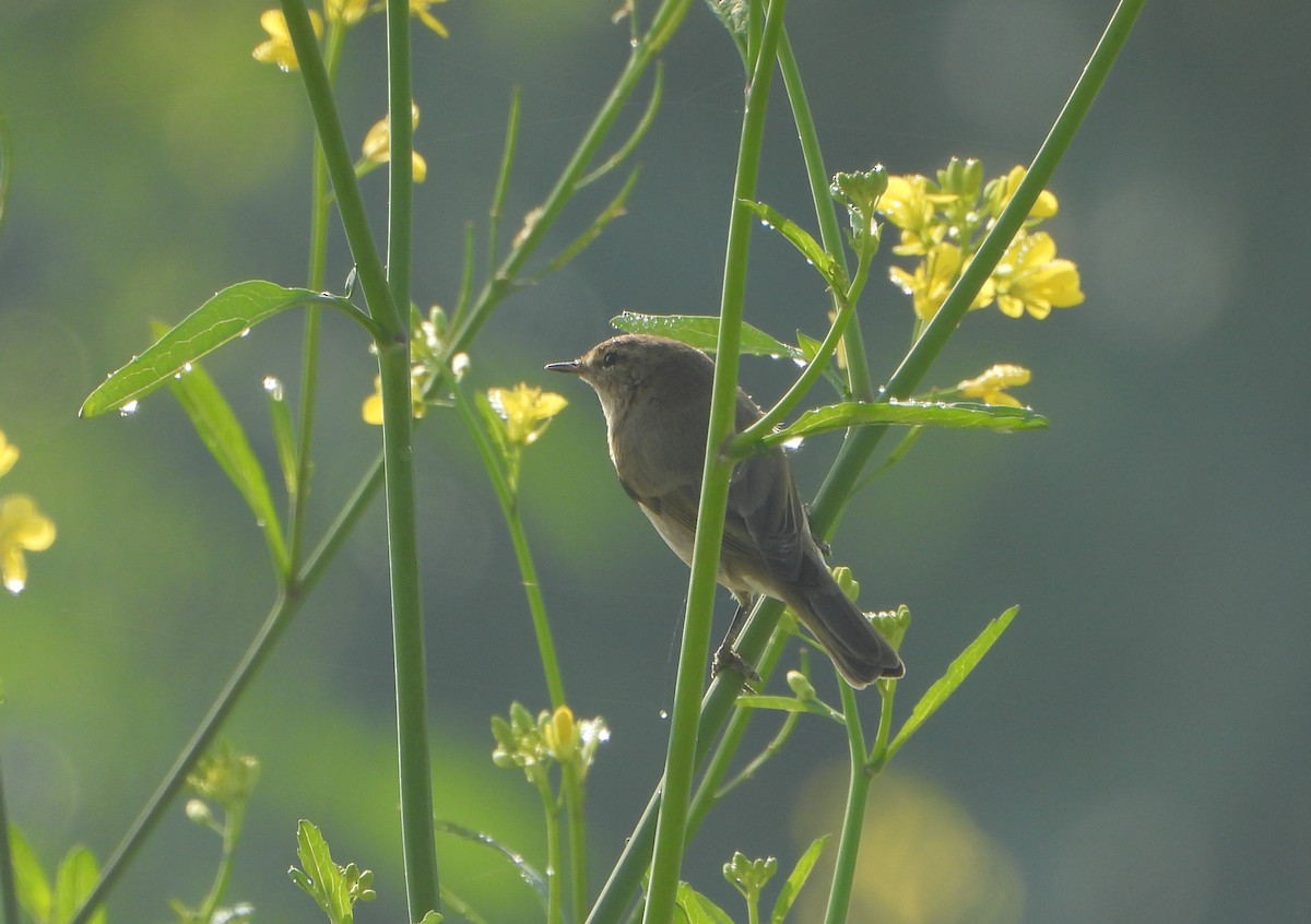 Урианхайн дууч шувуу - ML646779485