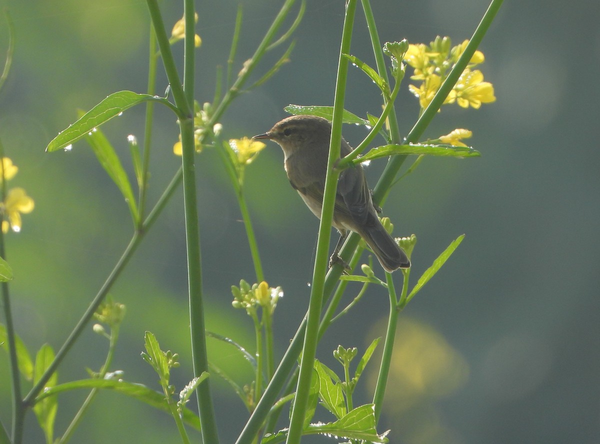 Урианхайн дууч шувуу - ML646779486