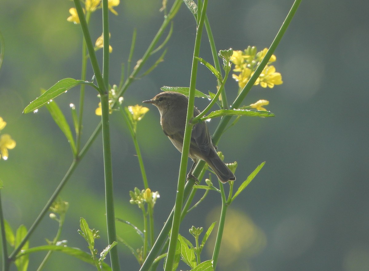 Урианхайн дууч шувуу - ML646779487