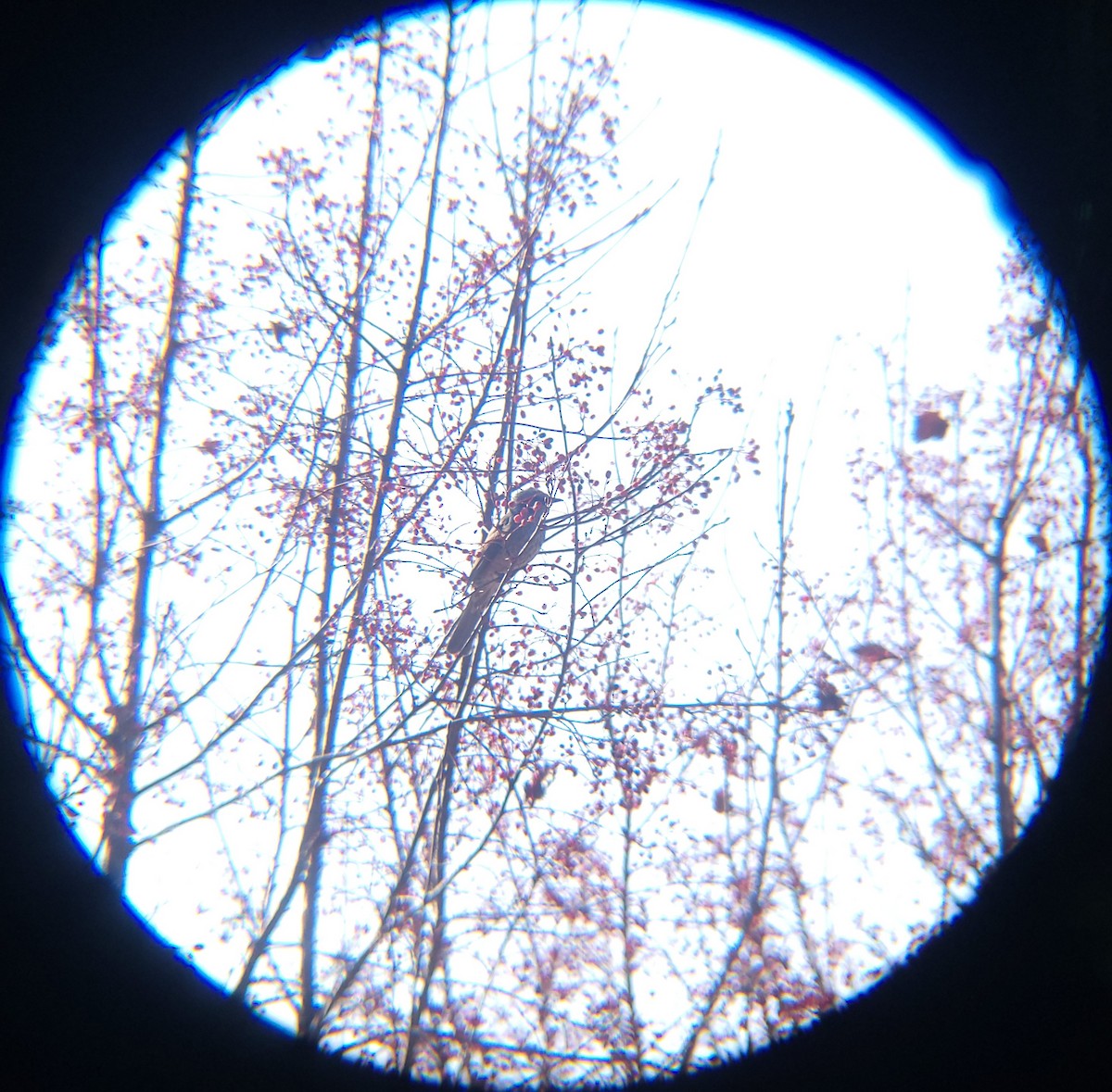 Brown-eared Bulbul - ML646779488