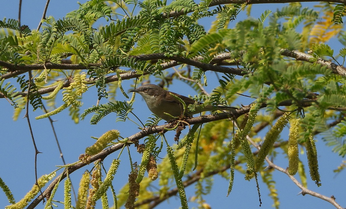 Тарчигнаа зэржгэнэ - ML646779489