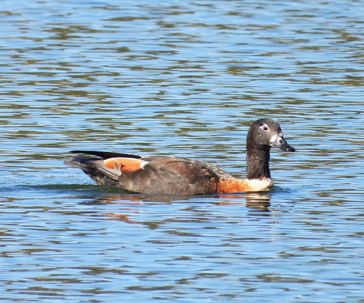 Australian Shelduck - ML646779490