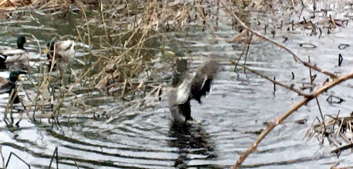 Mallard - ML646779491