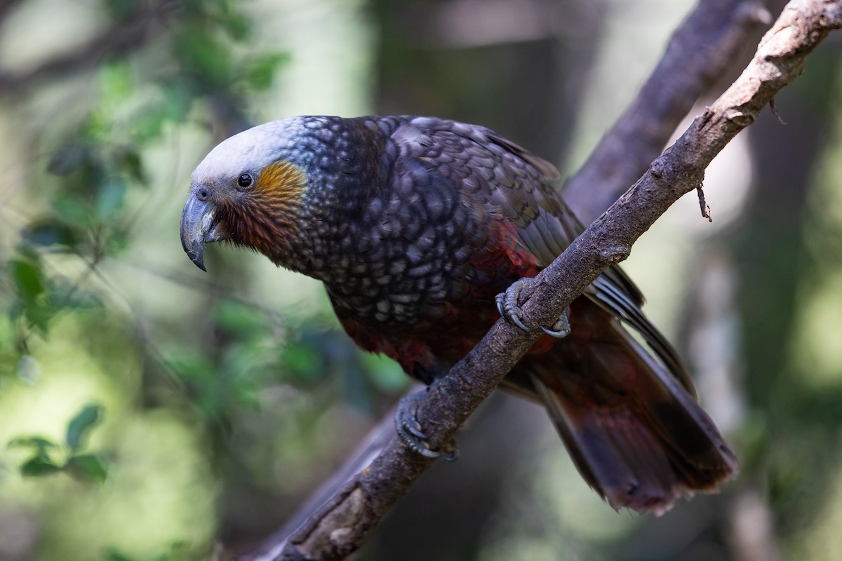 New Zealand Kaka - ML646779492
