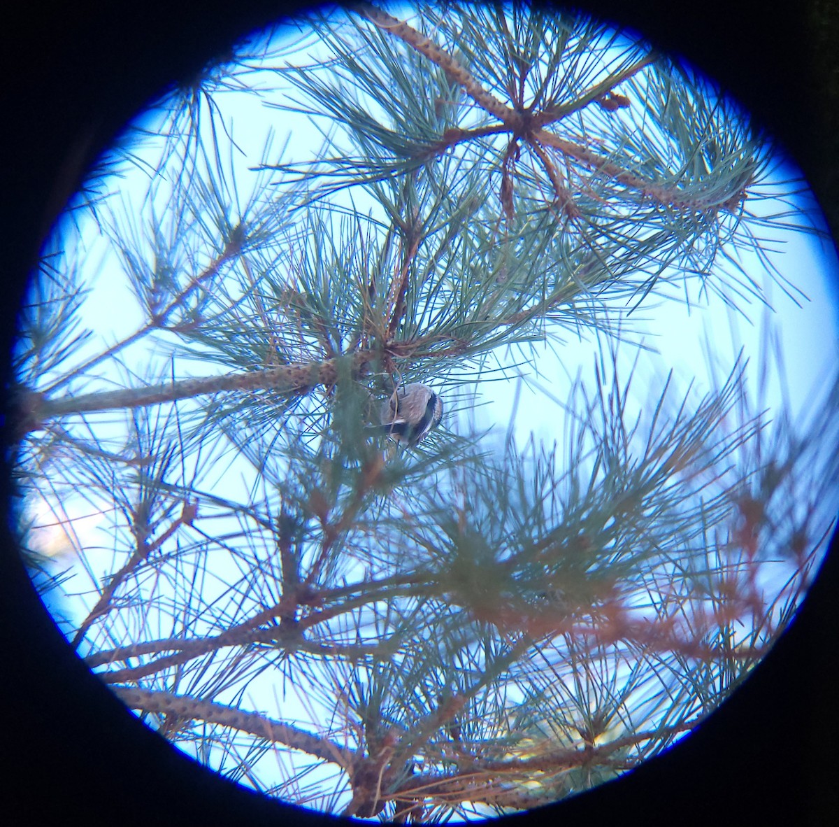 ירגזי זנבתן - ML646779493