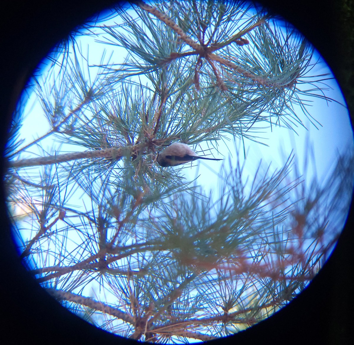 ירגזי זנבתן - ML646779494