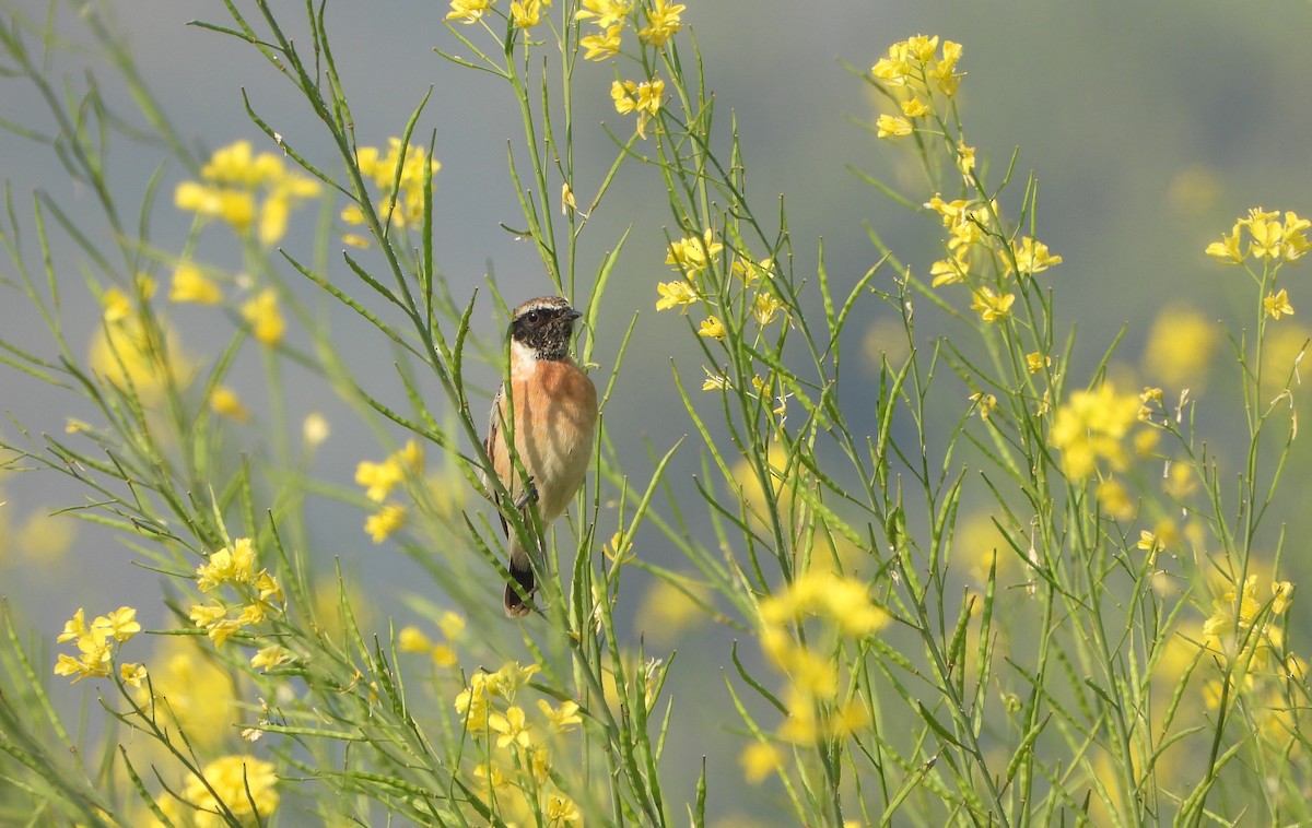 Сибирийн шулганаа - ML646779495
