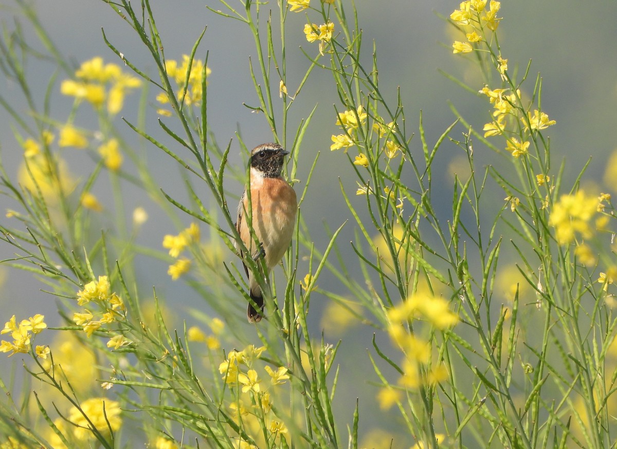 Сибирийн шулганаа - ML646779496