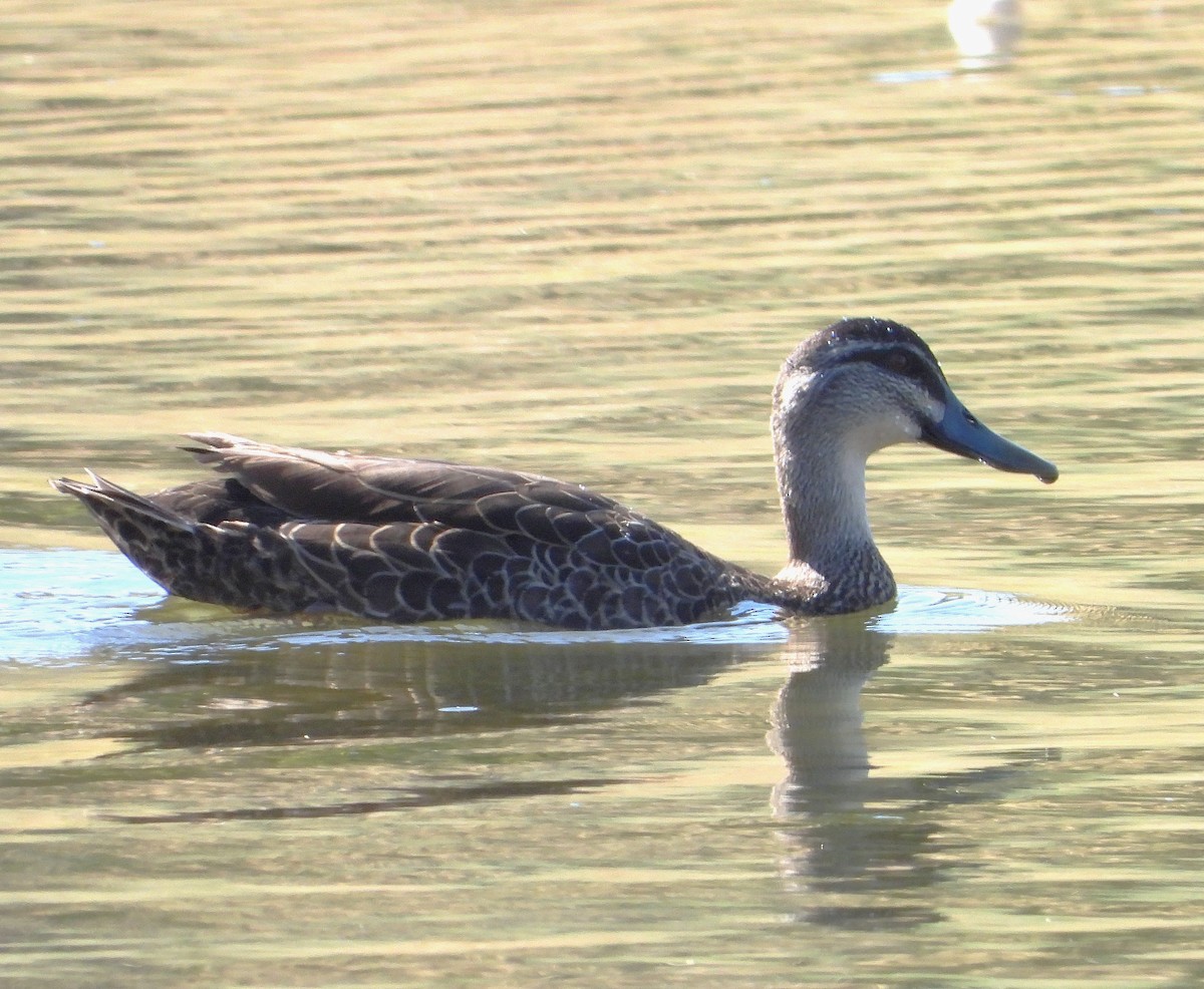 Ánade Cejudo - ML646779498