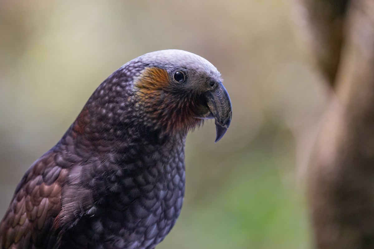 New Zealand Kaka - ML646779505