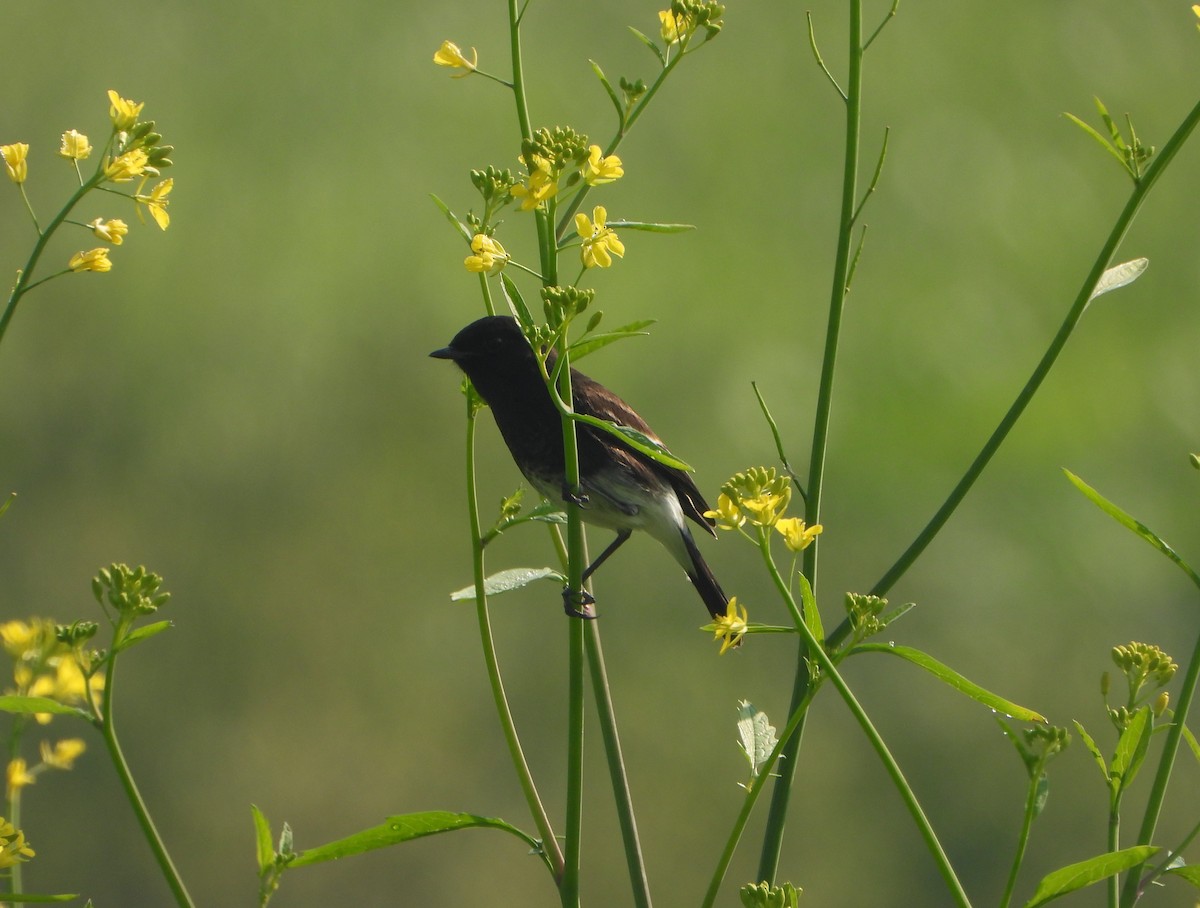 Pied Bushchat - ML646779506