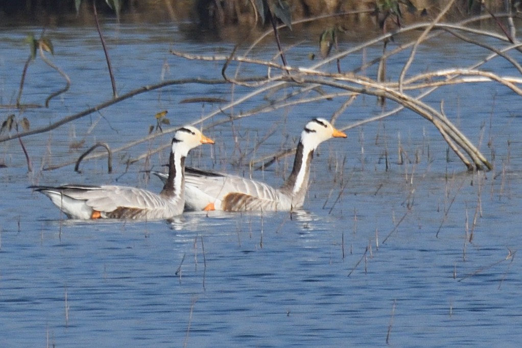Гуска гірська - ML646779519