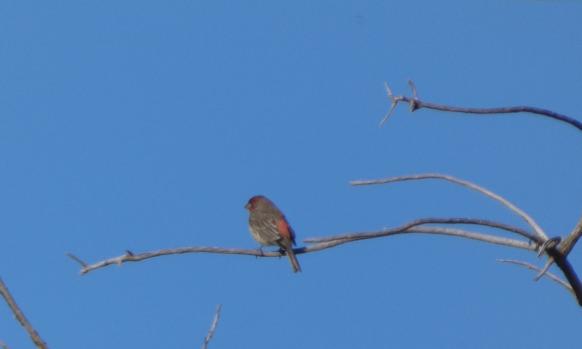 Ev Çütresi - ML646779522