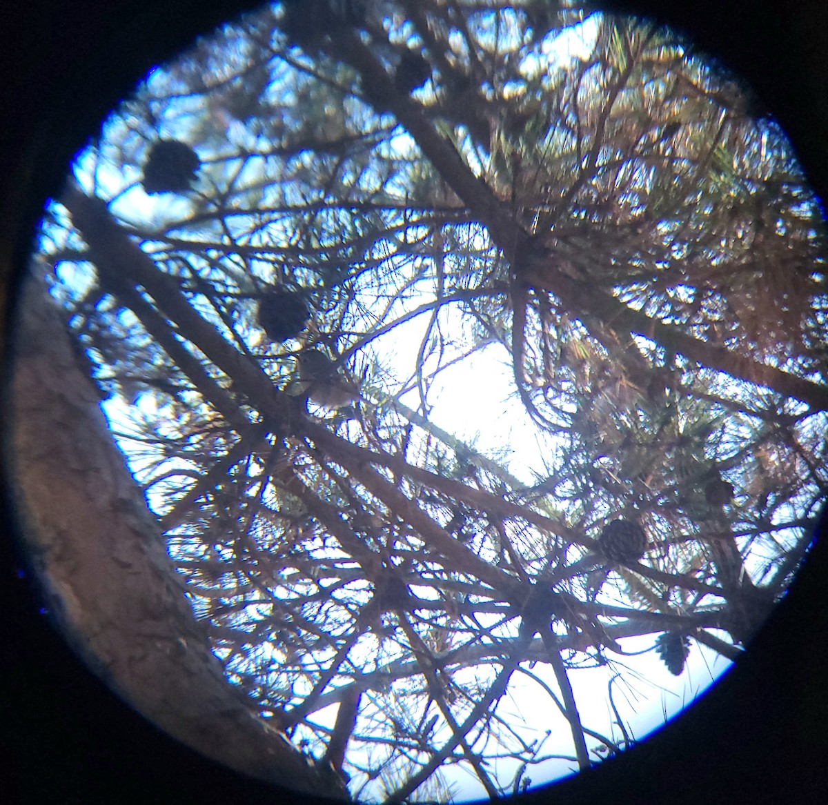 מלכילון האורנים - ML646779523