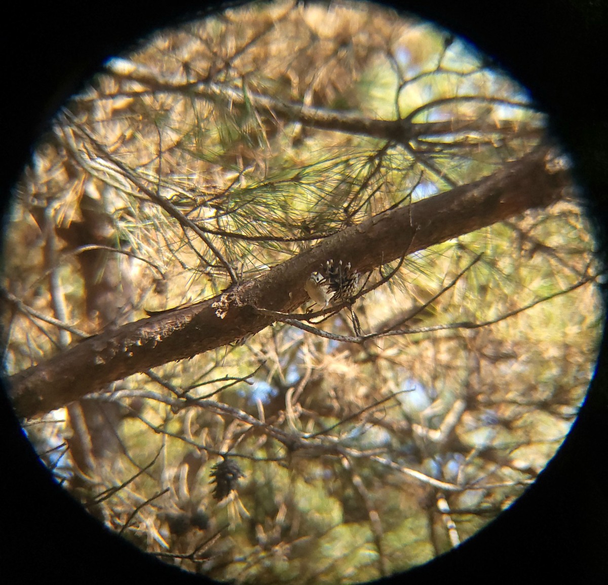 מלכילון האורנים - ML646779524