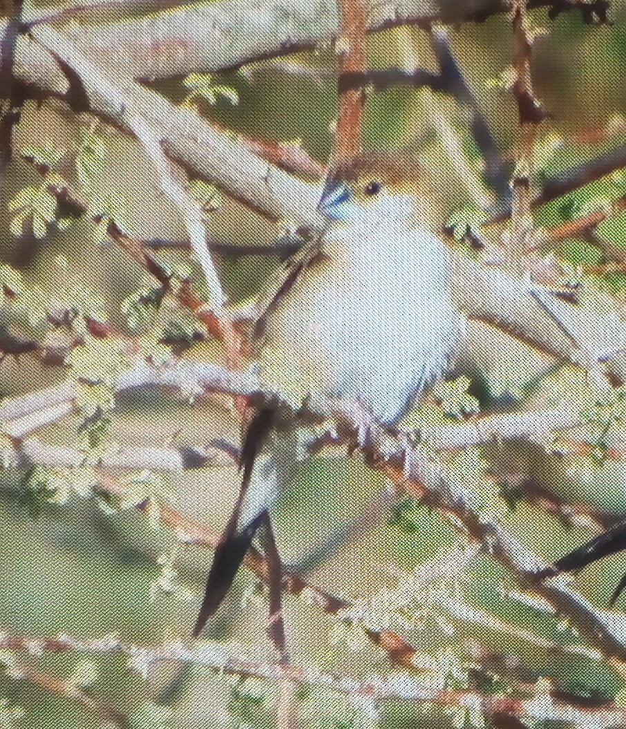 Capucin bec-de-plomb - ML646779525