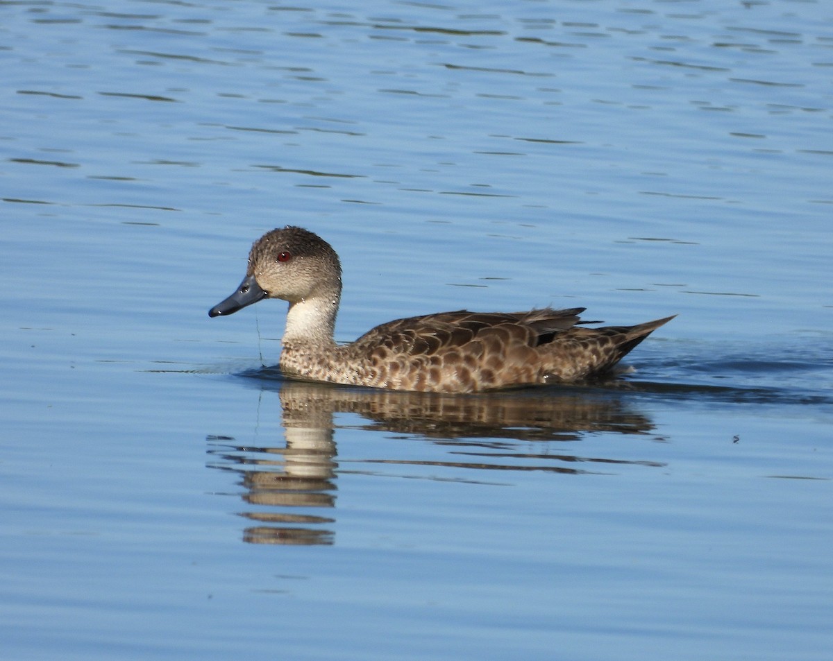 Cerceta Gris - ML646779526