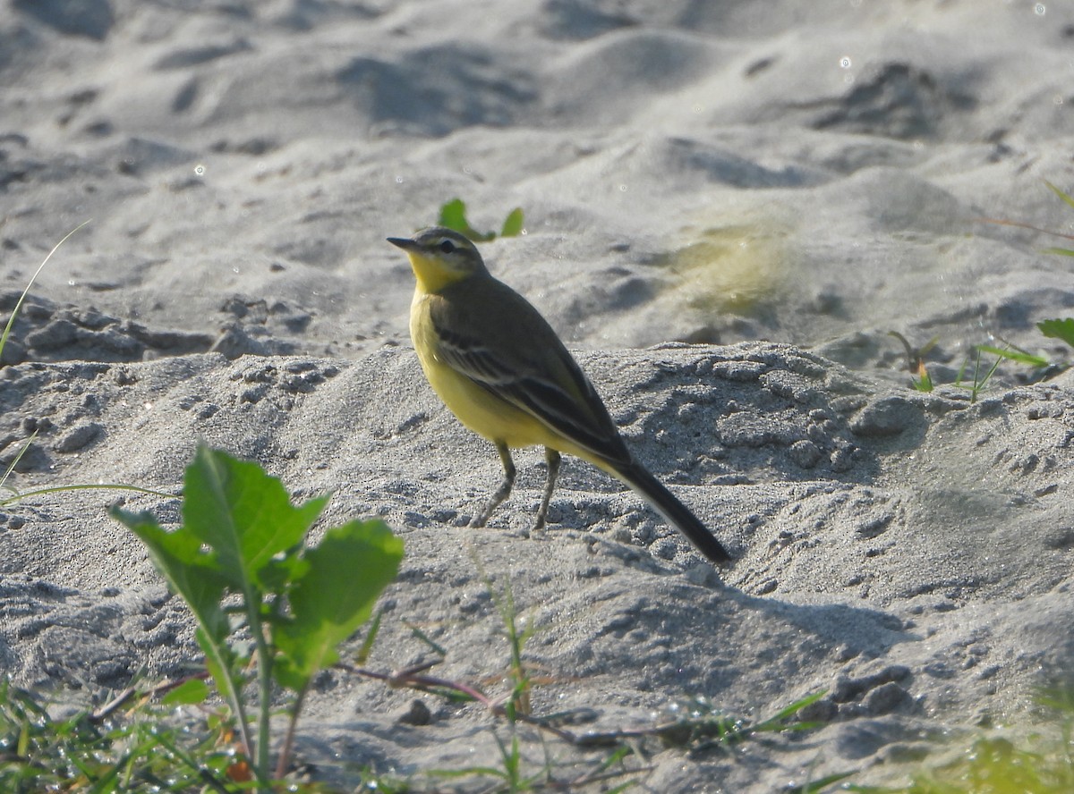 Өрнийн шар цэгцгий - ML646779527