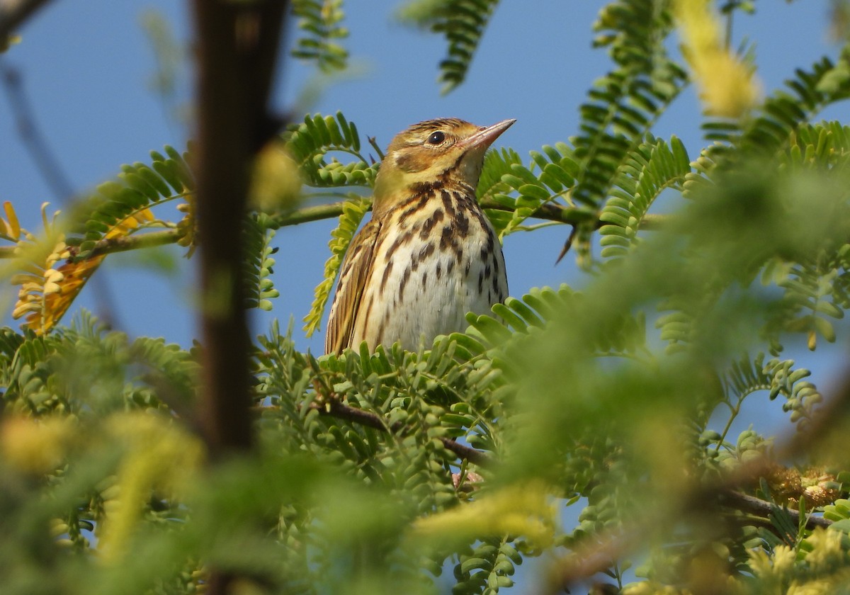 Бөртөт шийхнүүхэй - ML646779528