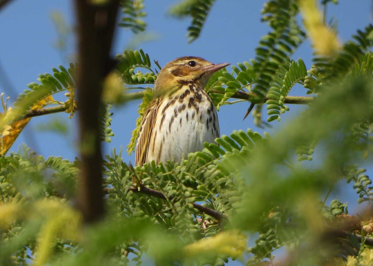 Бөртөт шийхнүүхэй - ML646779529