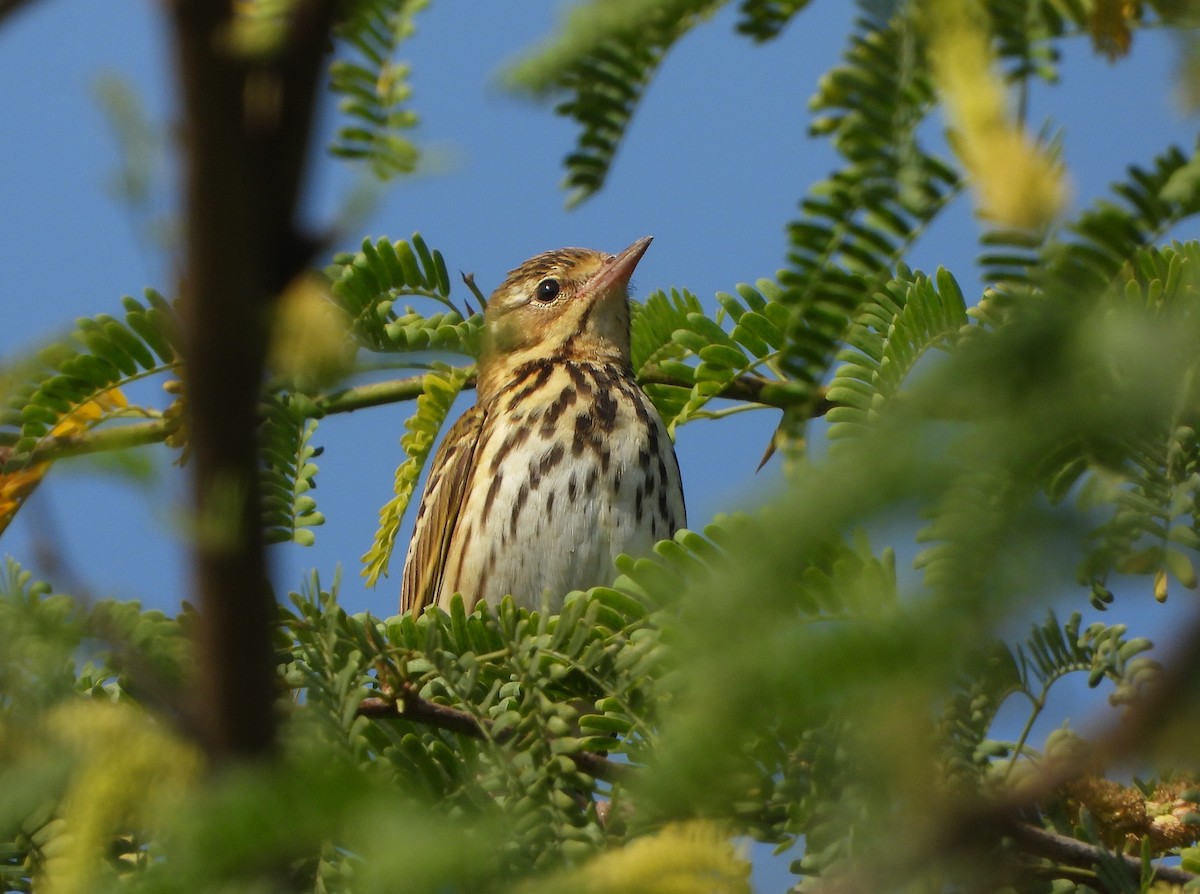 Бөртөт шийхнүүхэй - ML646779530