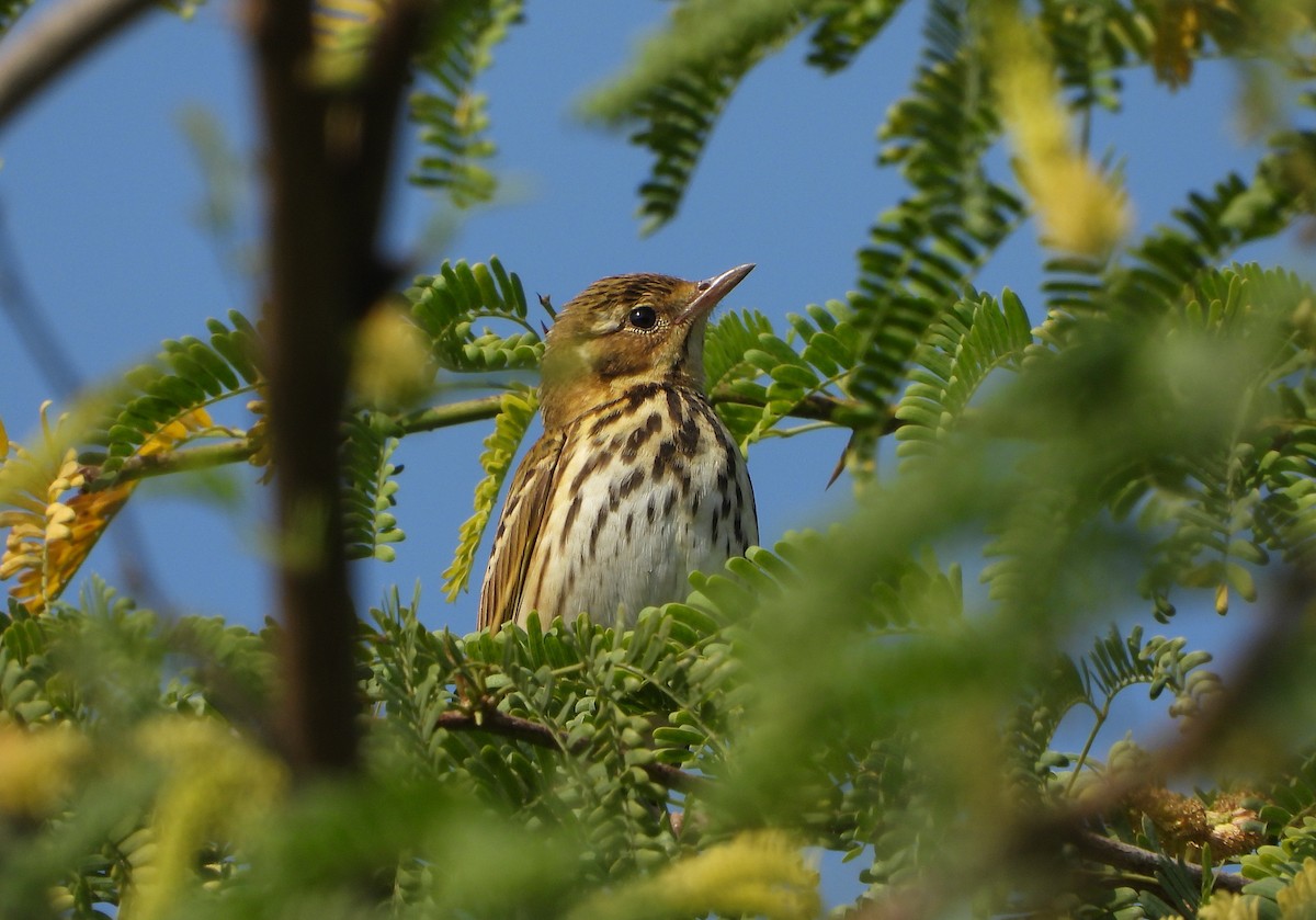 Бөртөт шийхнүүхэй - ML646779531