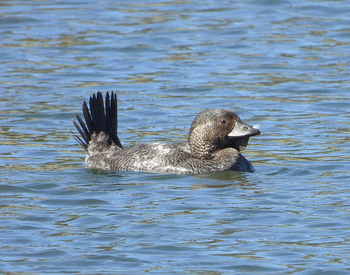 Malvasía Papuda - ML646779532