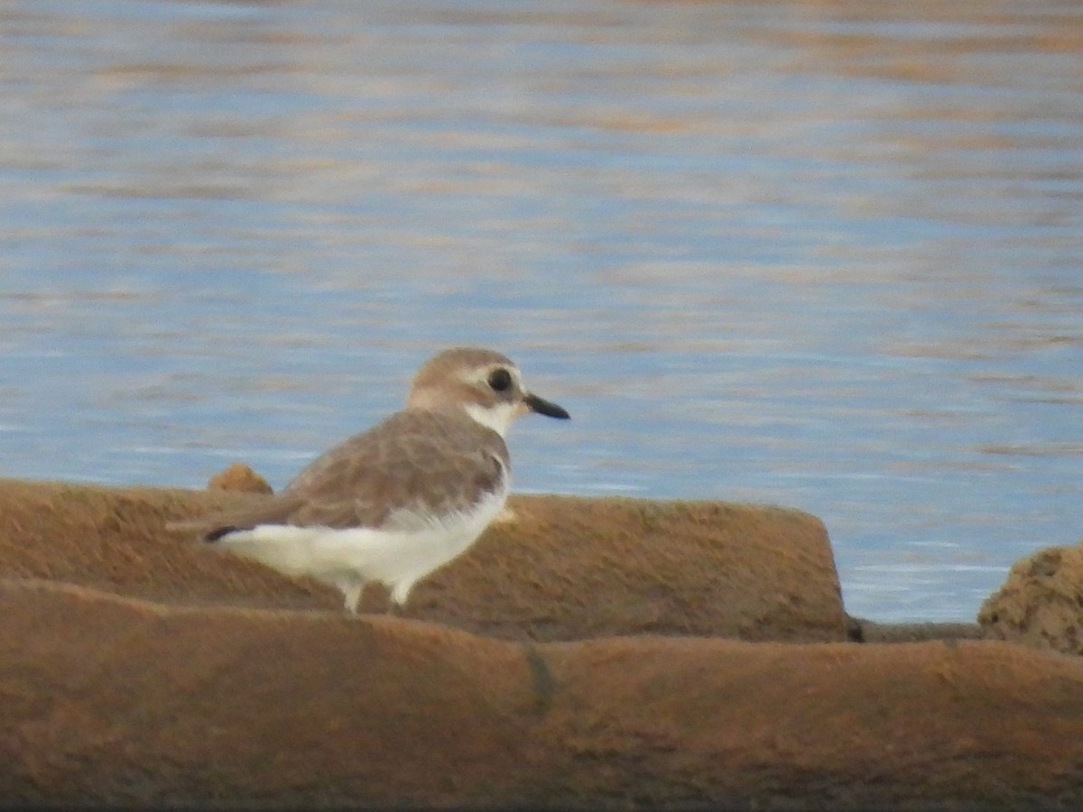 Tibetan Sand-Plover - ML646779537