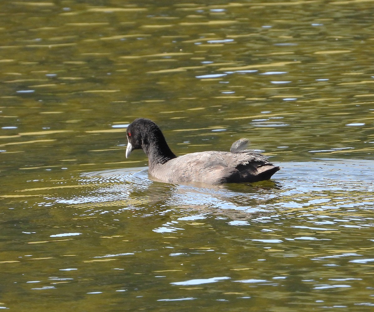 Focha Común - ML646779538