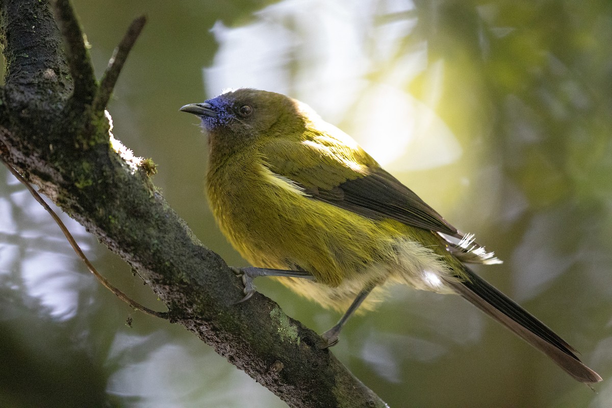 Yeşil-Mor Balkuşu - ML646779539