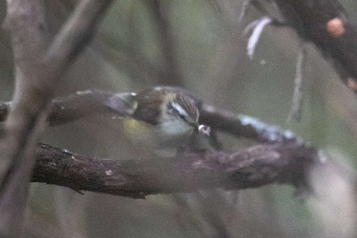 Nişancı - ML646779540